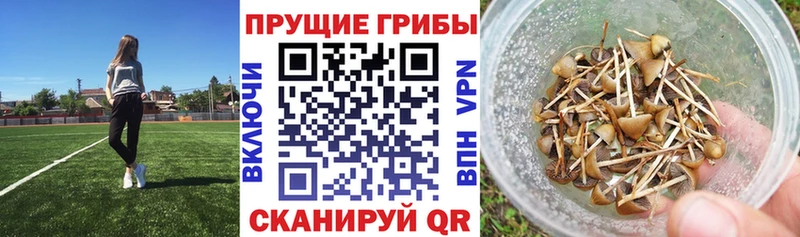 закладка  Кедровый  сайты даркнета как зайти  Галлюциногенные грибы Psilocybe 